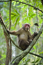 Stump-tailed Macaque (Macaca arctoides), Gibbon Wildlife Sanctuary, Assam, India