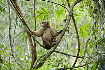 Stump-tailed Macaque (Macaca arctoides) male, Gibbon Wildlife Sanctuary, Assam, India
