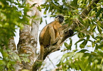 Capped Langur (Trachypithecus pileatus), Gibbon Wildlife Sanctuary, Assam, India