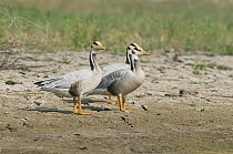 Bar-headed Goose (Anser indicus) trio, Chambal River, Madhya Pradesh, India