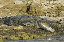Mugger Crocodile (Crocodylus palustris) on shore, National Chambal Sanctuary, Madhya Pradesh, India