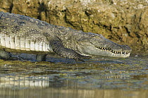 Mugger Crocodile (Crocodylus palustris) entering water, National Chambal Sanctuary, Madhya Pradesh, India