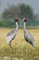 Sarus Crane (Grus antigone) pair courting, Agra, India