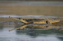 Gharial (Gavialis gangeticus) on shore, National Chambal Sanctuary, Madhya Pradesh, India
