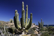 Cardon (Pachycereus pringlei) cacti, Santa Catalina Island, Sea of Cortez, Mexico