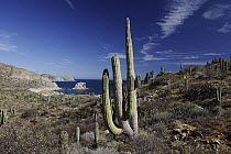 Cardon (Pachycereus pringlei) cactus, Santa Catalina Island, Sea of Cortez, Mexico