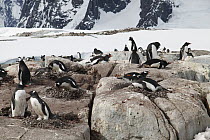 Gentoo Penguin (Pygoscelis papua) nesting colony, Peterman Island, Antarctica