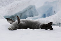Crabeater Seal (Lobodon carcinphaga) resting on ice, Paradise Bay, Antarctica