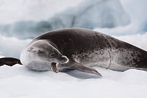 Crabeater Seal (Lobodon carcinphaga) on ice, Paradise Bay, Antarctica