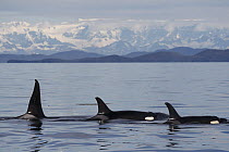 Orca (Orcinus orca) male and females, part of the resident pod, Prince William Sound, Alaska