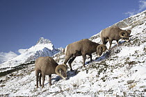 Bighorn Sheep (Ovis canadensis) rams grazing, Glacier National Park, Montana