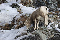 Bighorn Sheep (Ovis canadensis) lamb grazing, Glacier National Park, Montana