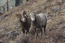 Bighorn Sheep (Ovis canadensis) ram and ewe, Glacier National Park, Montana