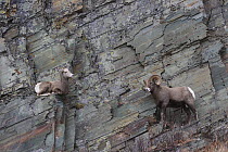 Bighorn Sheep (Ovis canadensis) ram and ewe on cliff, Glacier National Park, Montana