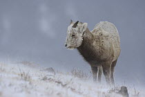 Bighorn Sheep (Ovis canadensis) lamb, Glacier National Park, Montana