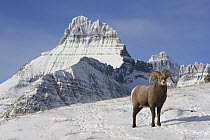 Bighorn Sheep (Ovis canadensis) ram, Glacier National Park, Montana