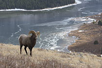 Bighorn Sheep (Ovis canadensis) ram, Glacier National Park, Montana