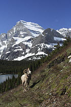 Bighorn Sheep (Ovis canadensis), Lake Josephine, Glacier National Park, Montana