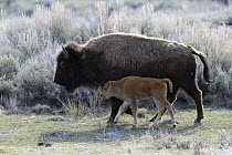 American Bison (Bison bison) mother and calf, Yellowstone National Park, Wyoming