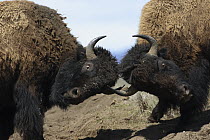 American Bison (Bison bison) bulls fighting, Yellowstone National Park, Wyoming