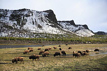 American Bison (Bison bison) herd grazing, Yellowstone National Park, Wyoming