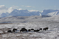 American Bison (Bison bison) herd, Blackfeet Indian Reservation, Montana