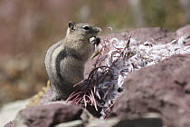 Golden-mantled Ground Squirrel (Callospermophilus lateralis) eating fireweed seed, Glacier National Park, Montana