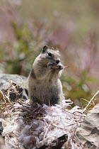 Golden-mantled Ground Squirrel (Callospermophilus lateralis) eating fireweed seed, Glacier National Park, Montana