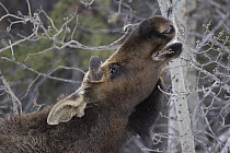 Moose (Alces alces shirasi) sub-adult bull browsing, Glacier National Park, Montana