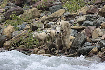 Mountain Goat (Oreamnos americanus) mother and kids crossing creek, Glacier National Park, Montana. Sequence 1 of 5.