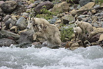 Mountain Goat (Oreamnos americanus) mother and kids crossing creek, Glacier National Park, Montana. Sequence 2 of 5