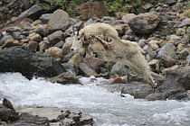 Mountain Goat (Oreamnos americanus) mother crossing creek, Glacier National Park, Montana. Sequence 3 of 5
