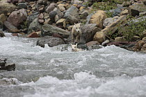 Mountain Goat (Oreamnos americanus) kids crossing creek, Glacier National Park, Montana. Sequence 4 of 5