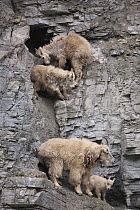 Mountain Goat (Oreamnos americanus) female and kids at mineral lick, Glacier National Park, Montana