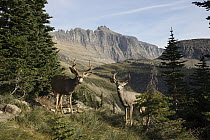 Mule Deer (Odocoileus hemionus) bucks, Glacier National Park, Montana