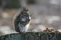 Red Squirrel (Tamiasciurus hudsonicus) feeding, Montana