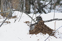 Red Squirrel (Tamiasciurus hudsonicus) feeding with cone remains close by, Montana