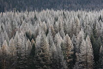 Western Larch (Larix occidentalis) forest with snow dusting, Glacier National Park, Montana