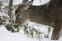 White-tailed Deer (Odocoileus virginianus) browsing, Glacier National Park, Montana