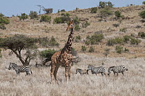 Reticulated Giraffe (Giraffa reticulata) with Burchell's Zebras (Equus burchellii) in savanna, Lewa Wildlife Conservation Area, Kenya