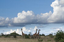 Reticulated Giraffe (Giraffa reticulata) trio with rain clouds, Mpala Research Centre, Kenya
