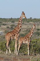 Reticulated Giraffe (Giraffa reticulata) mother and calf, Mpala Research Centre, Kenya