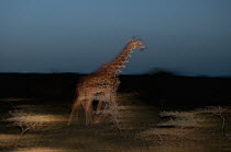 Reticulated Giraffe (Giraffa reticulata) at dusk, Mpala Research Centre, Kenya