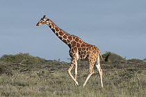 Reticulated Giraffe (Giraffa reticulata), Mpala Research Centre, Kenya