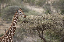 Reticulated Giraffe (Giraffa reticulata) browsing on acacia in bloom, Loisaba Wilderness, Kenya