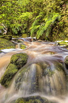 Stream stained brown by organic matter with overhanging ferns, Oparara Basin Arches, Kahurangi National Park, Karamea, New Zealand