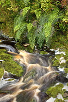 Stream stained brown by organic matter with overhanging ferns, Oparara Basin Arches, Kahurangi National Park, Karamea, New Zealand