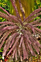 Nikau (Rhopalostylis sapida) palm fruiting body near Karamea, Kahurangi National Park, New Zealand