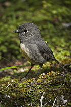 New Zealand Robin (Petroica australis), Inland Pack Track, Paparoa National Park, New Zealand