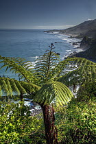 Tree Fern (Cyatheaceae) above rugged beaches, Paparoa National Park, New Zealand